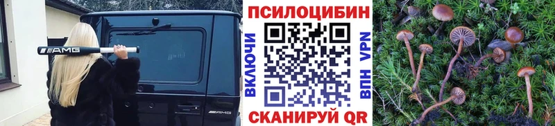 Купить где  Топки  Галлюциногенные грибы Cubensis 